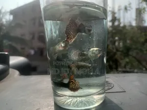 রেড ড্রাগন