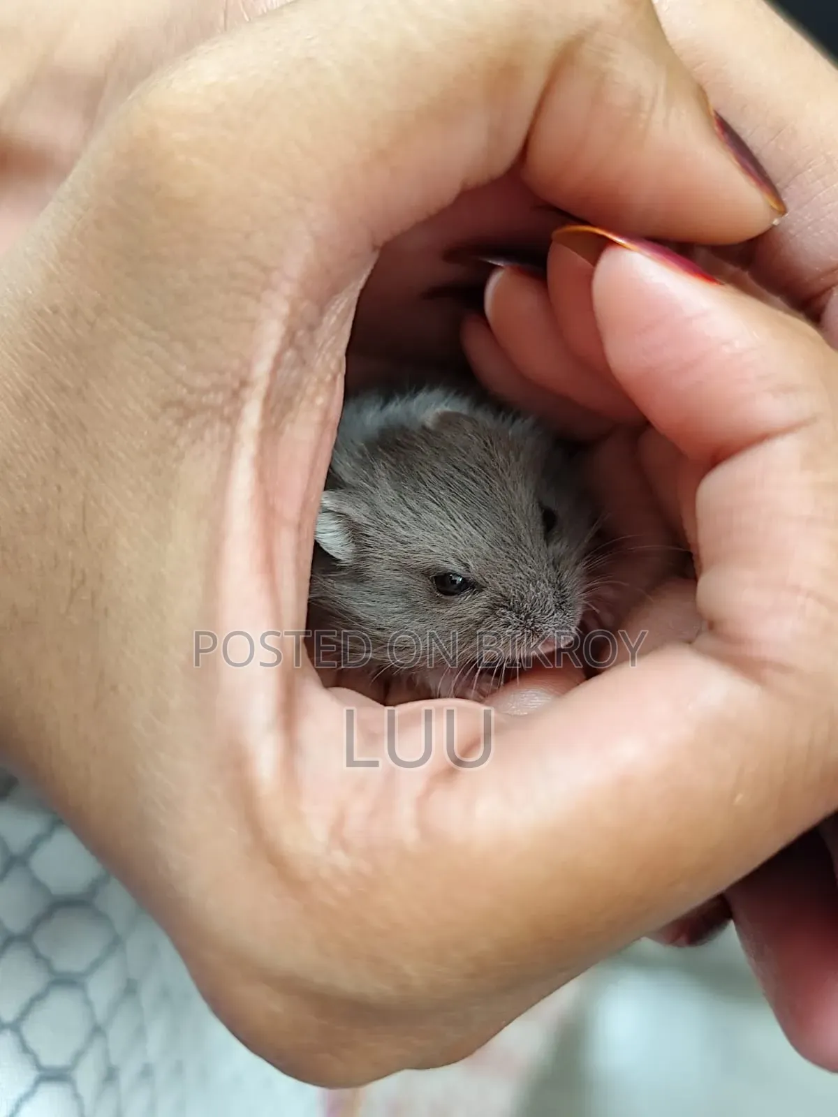 Campbell Dwarf Hamster