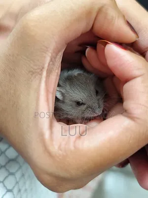 Campbell Dwarf Hamster