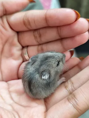 Campbell Dwarf Hamster
