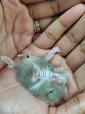Campbell Dwarf Hamster