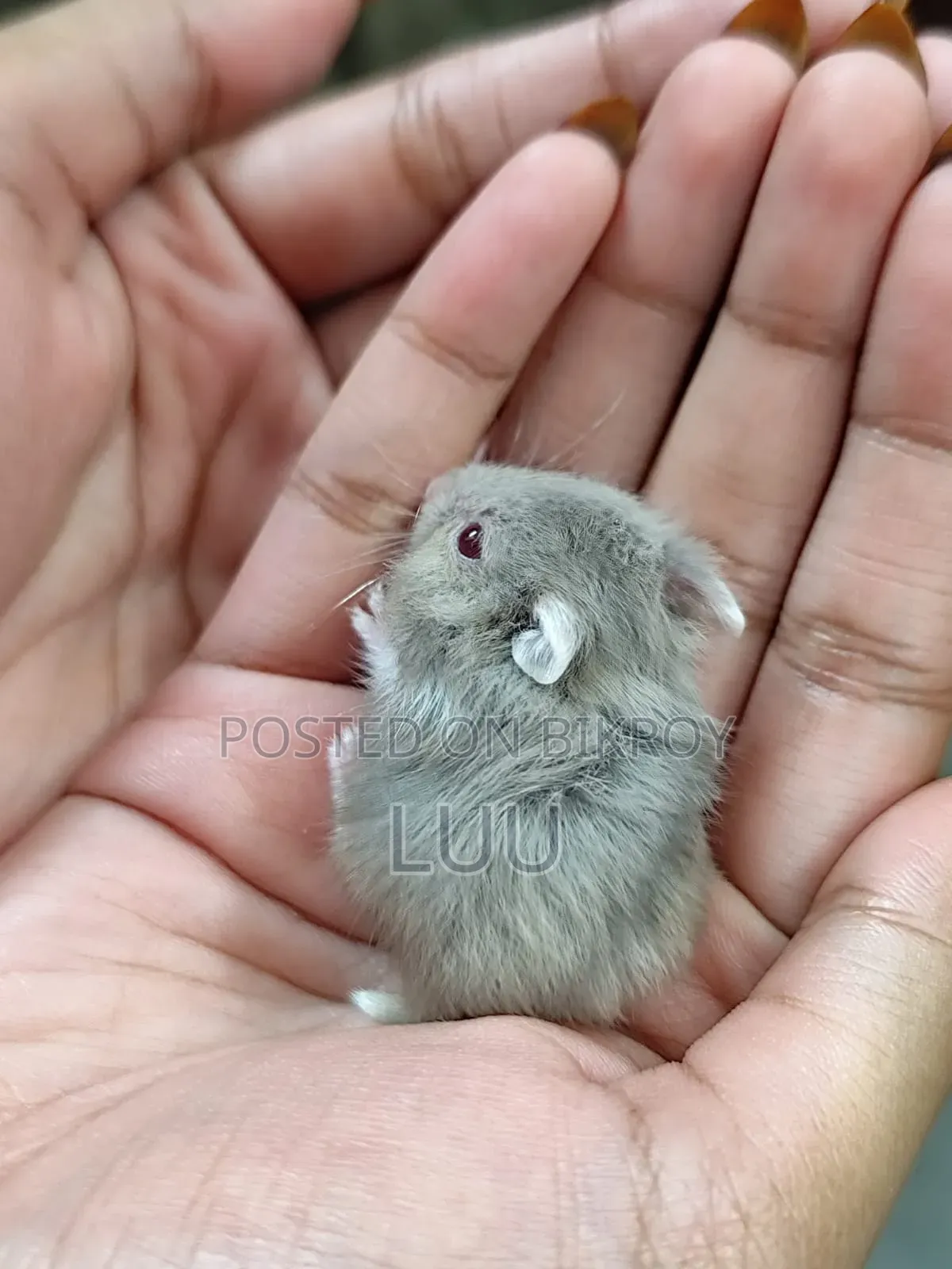 Campbell Dwarf Hamster