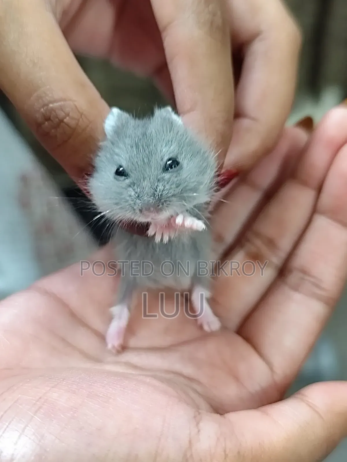 Campbell Dwarf Hamster