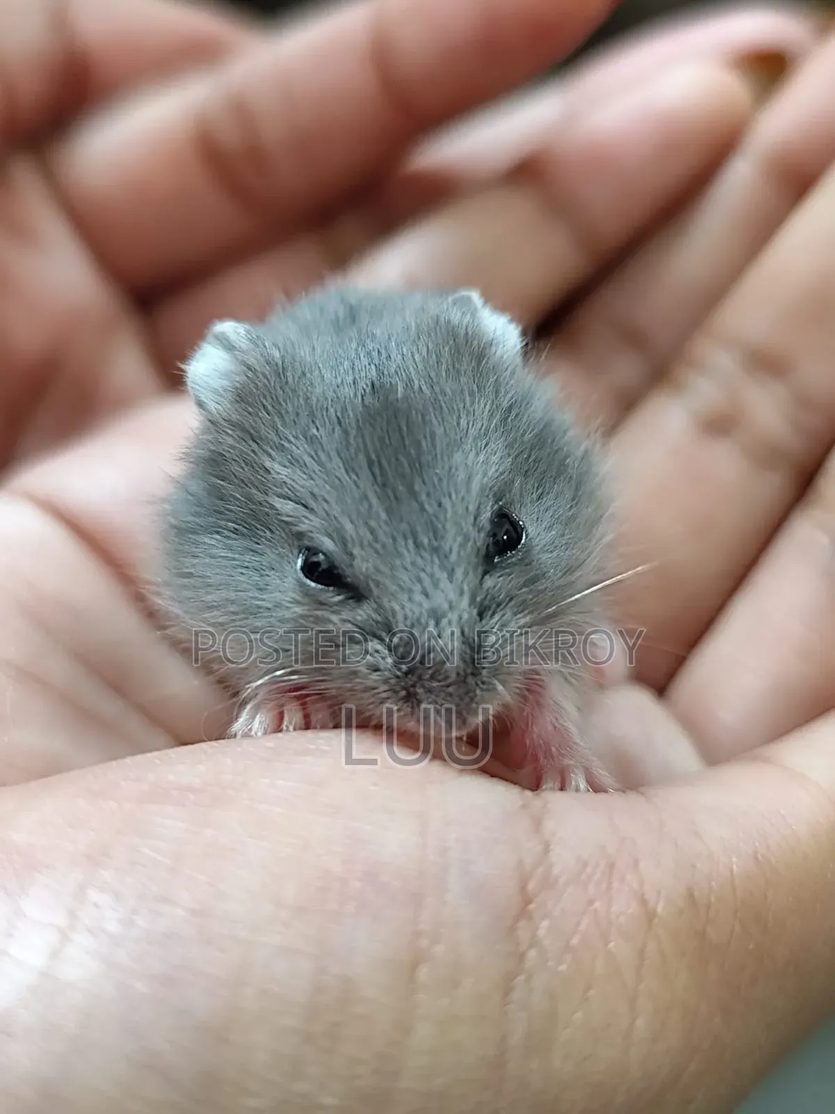 Campbell Dwarf Hamster
