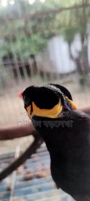 ময়না পাখি খুব বেশি কথা বলে