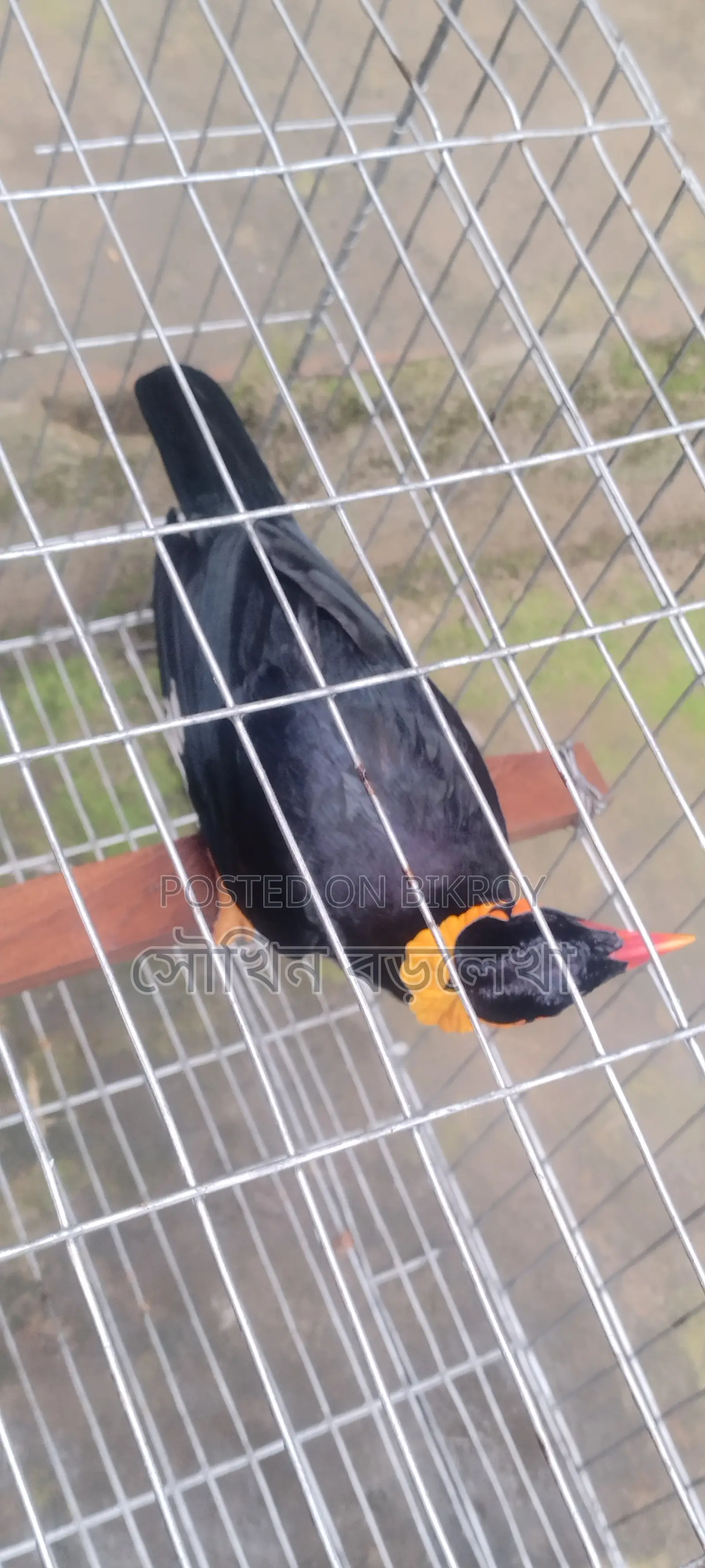 Myna bird talks a lot