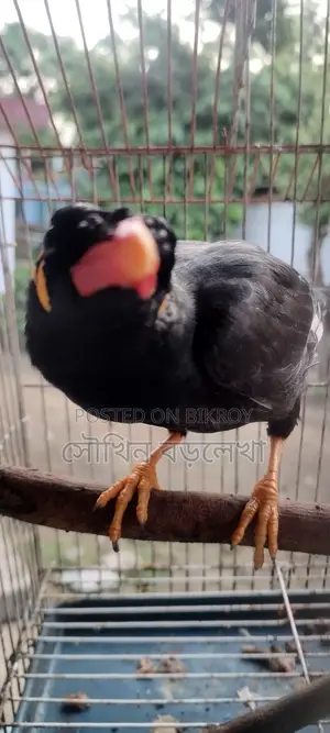 Myna bird talks a lot