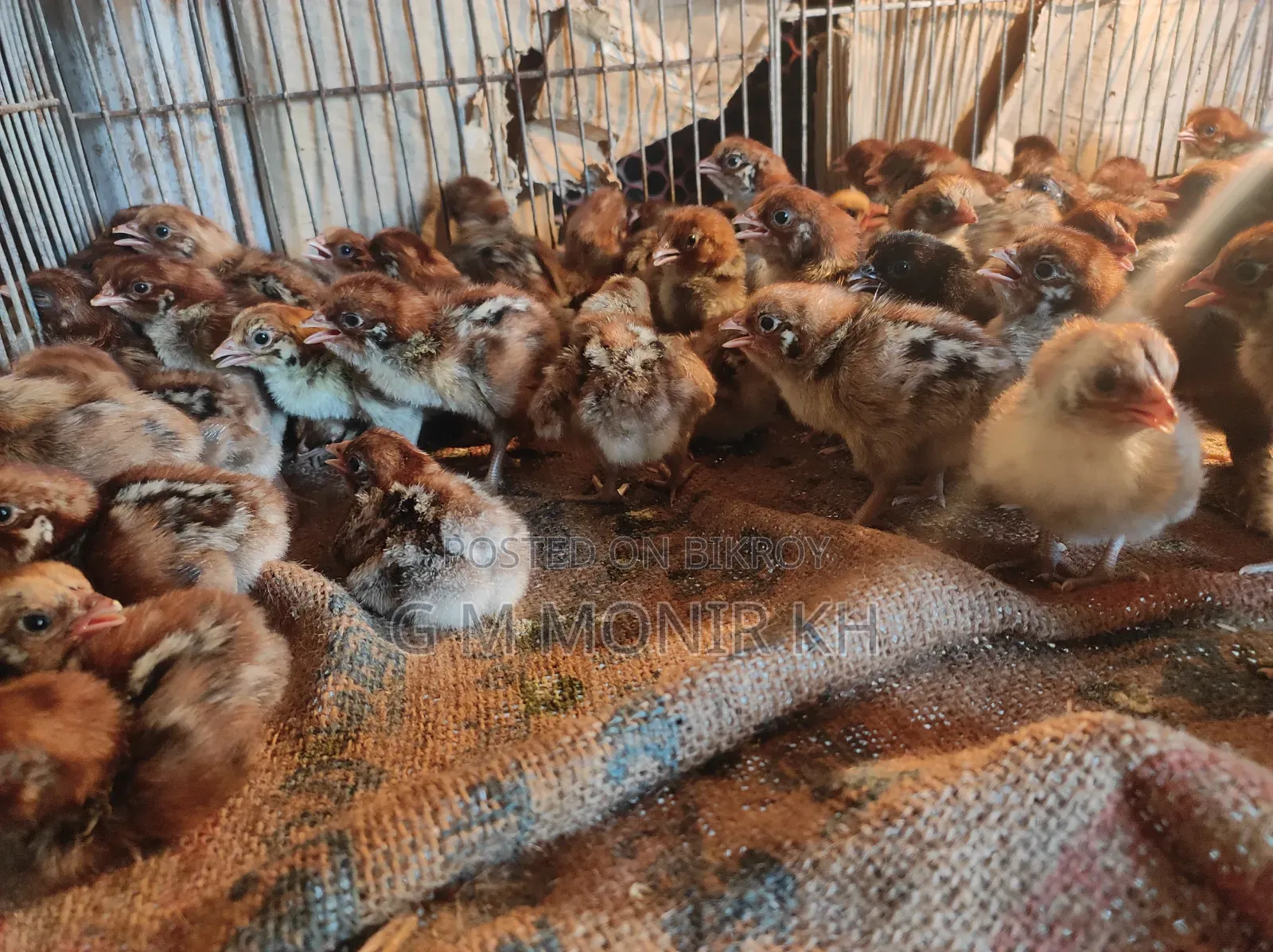 Fayoumi chicken chicks