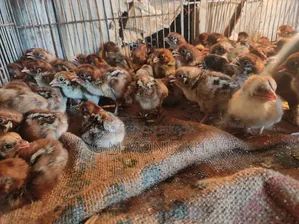 Fayoumi chicken chicks