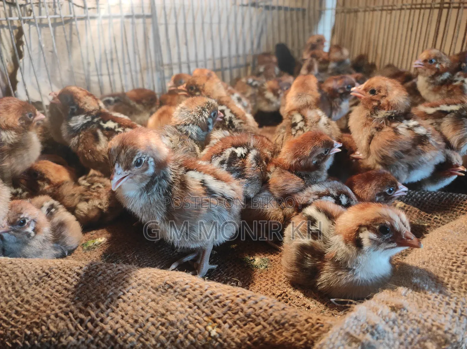 Fayoumi chicken chicks
