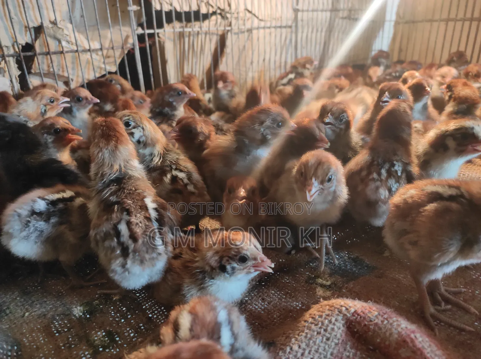 Fayoumi chicken chicks