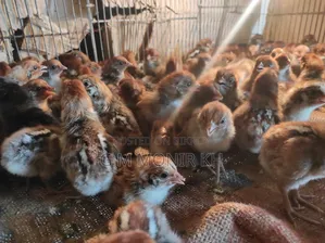 Fayoumi chicken chicks
