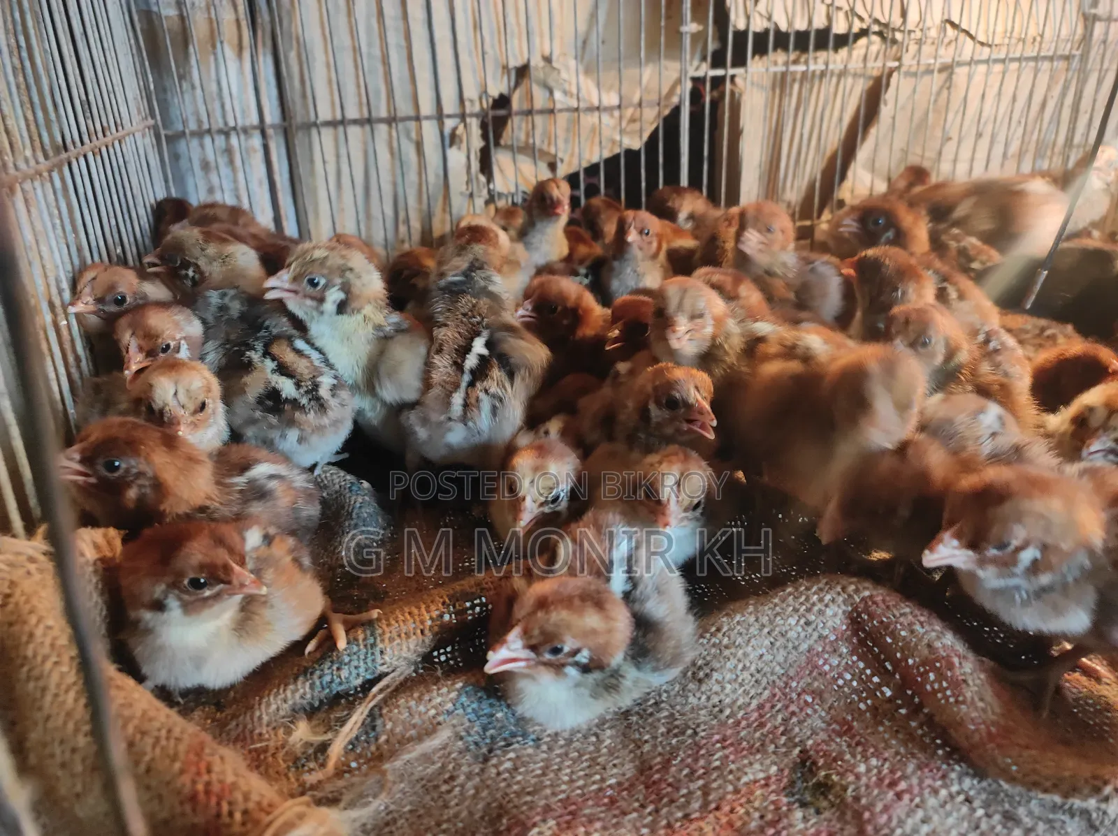 Fayoumi chicken chicks