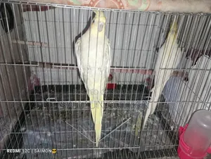 সাইমুন সুলতান