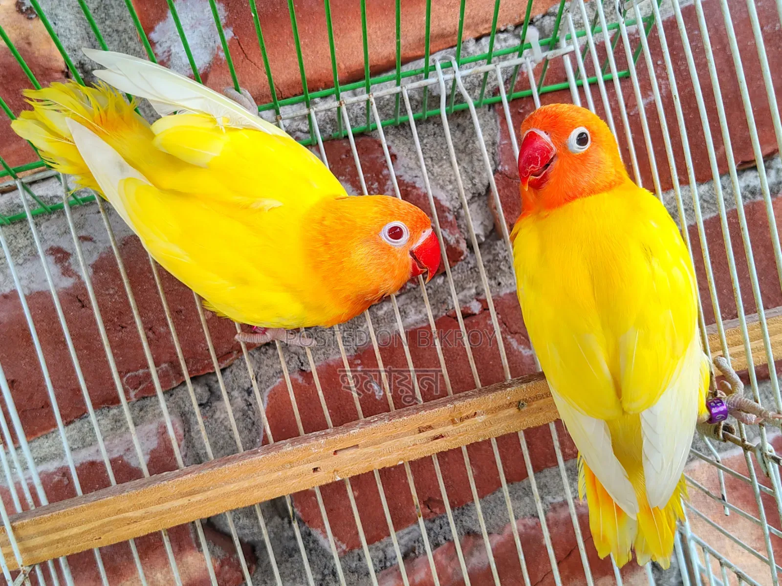 DNA Love Bird Pair