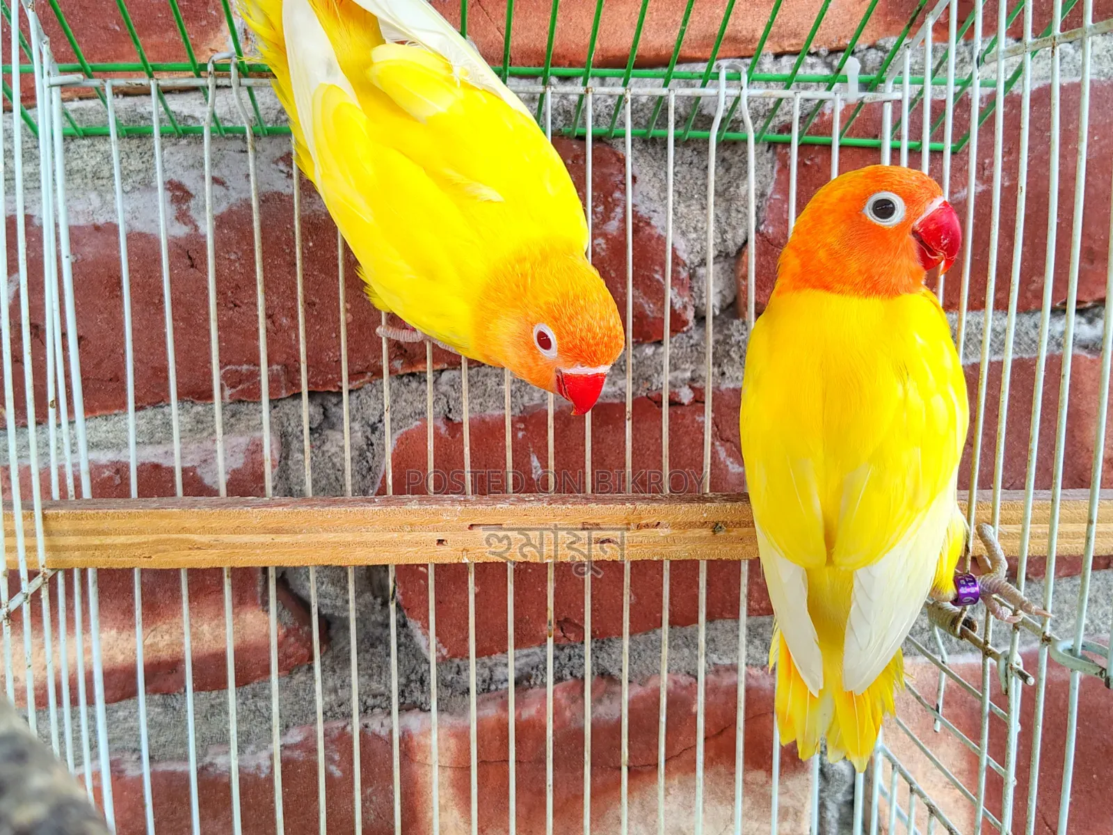 DNA Love Bird Pair