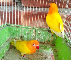 DNA Love Bird Pair