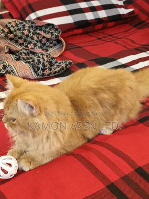 6-12 Months Female Purebred Persian