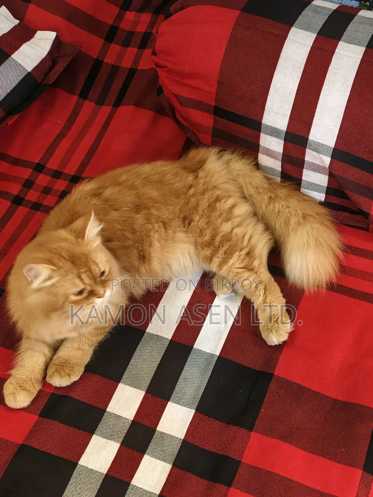 6-12 Months Female Purebred Persian