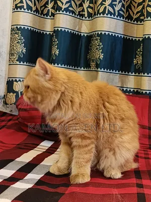 6-12 Months Female Purebred Persian