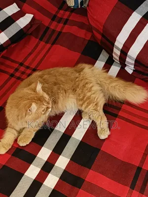 6-12 Months Female Purebred Persian