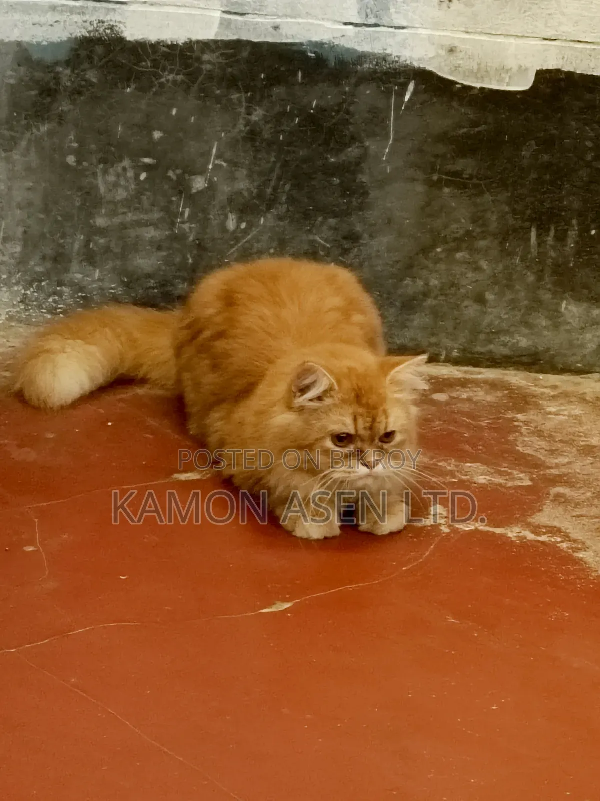 6-12 Months Female Purebred Persian