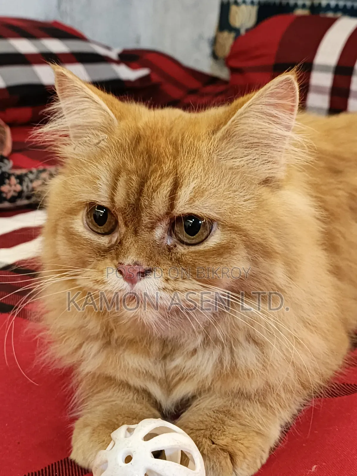 6-12 Months Female Purebred Persian
