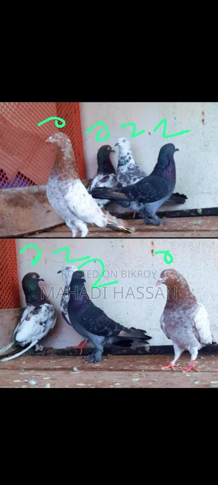 High Flying Giribaj Pigeons