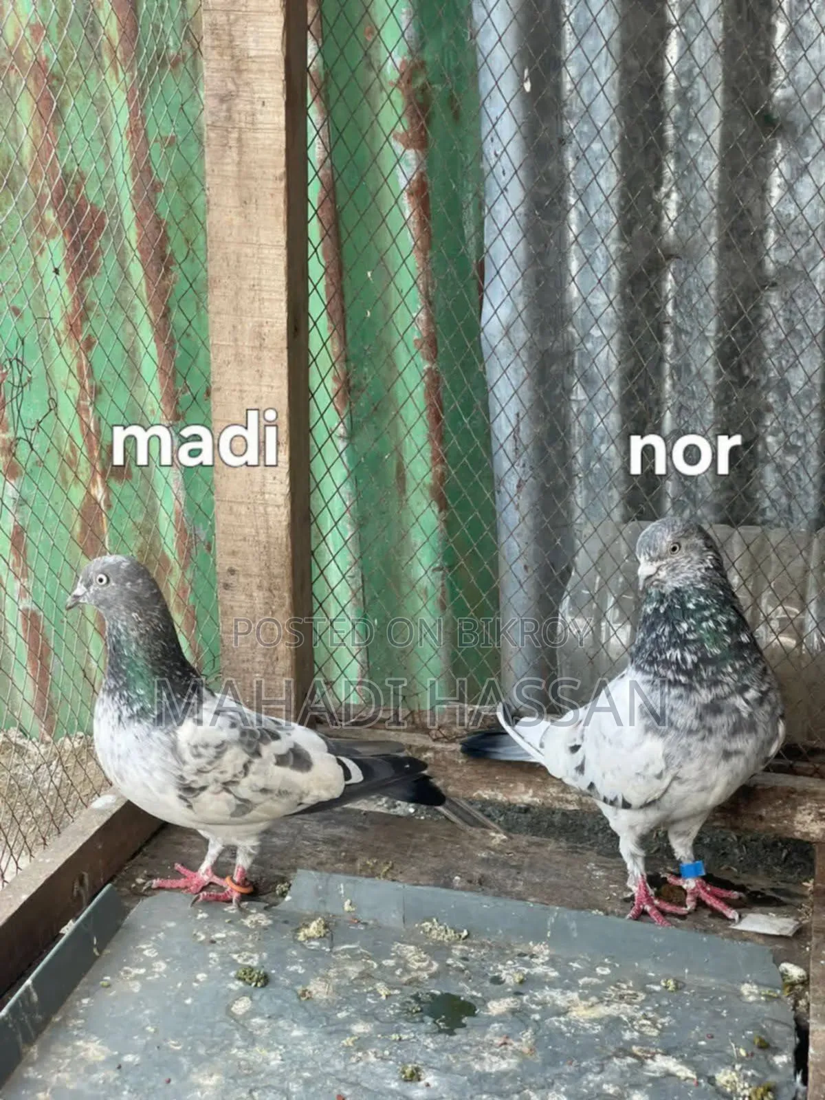 High Flying Giribaj Pigeons