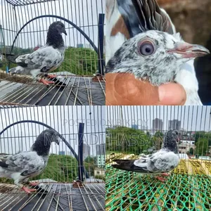 High Flying Giribaj Pigeons