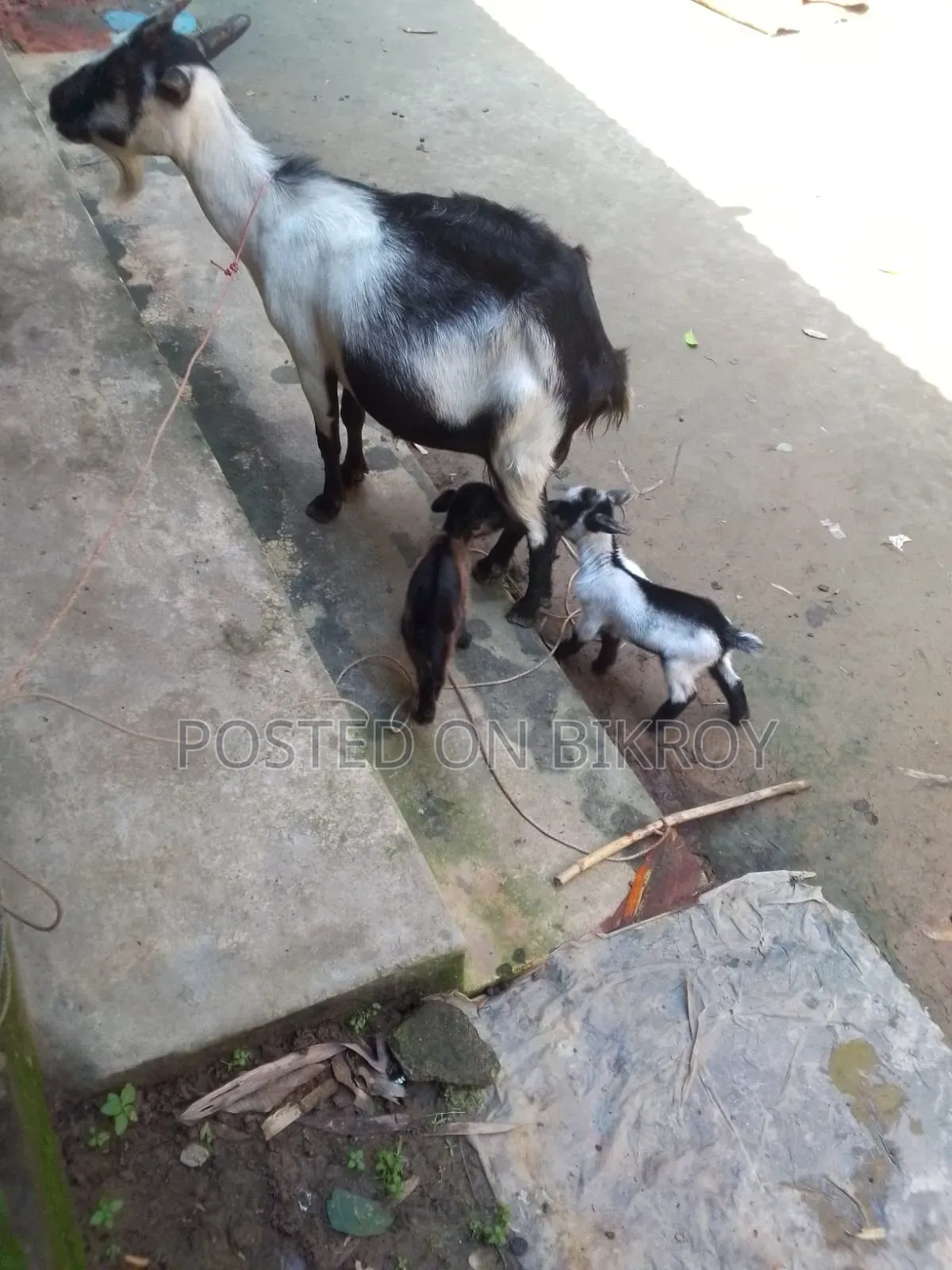 ছাগল বিক্রি হবে
