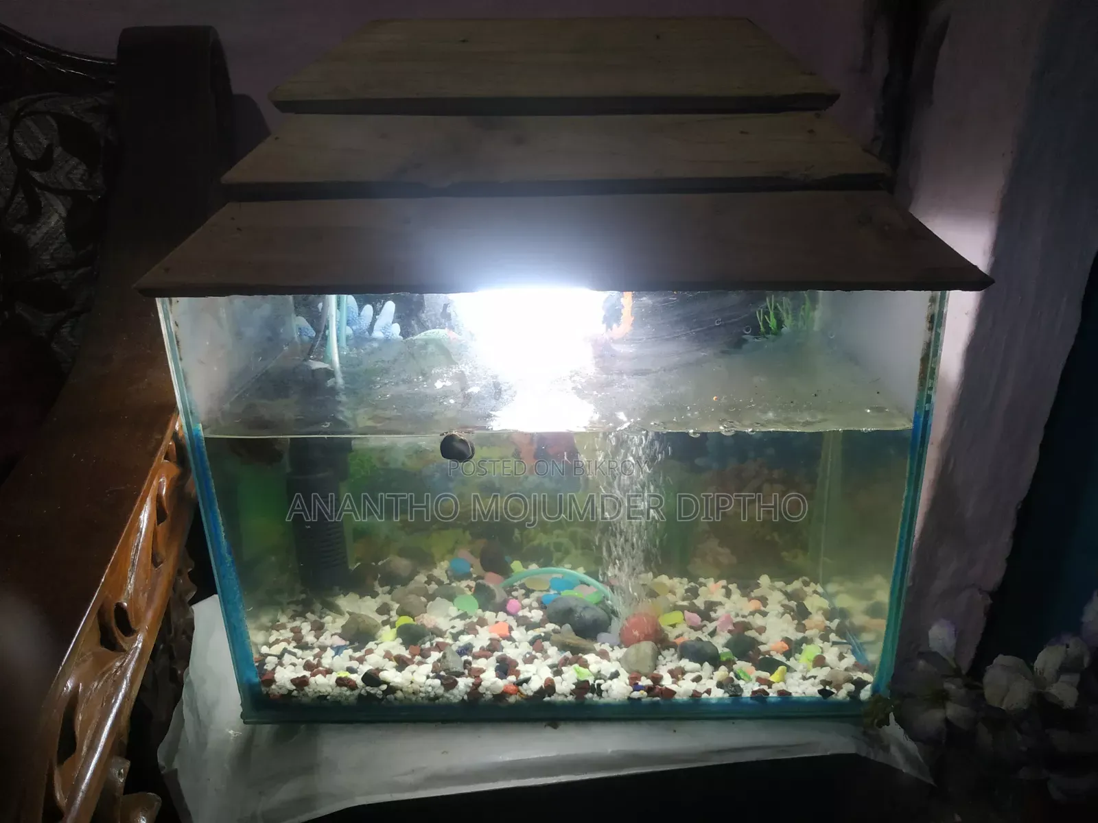 Fish Aquarium