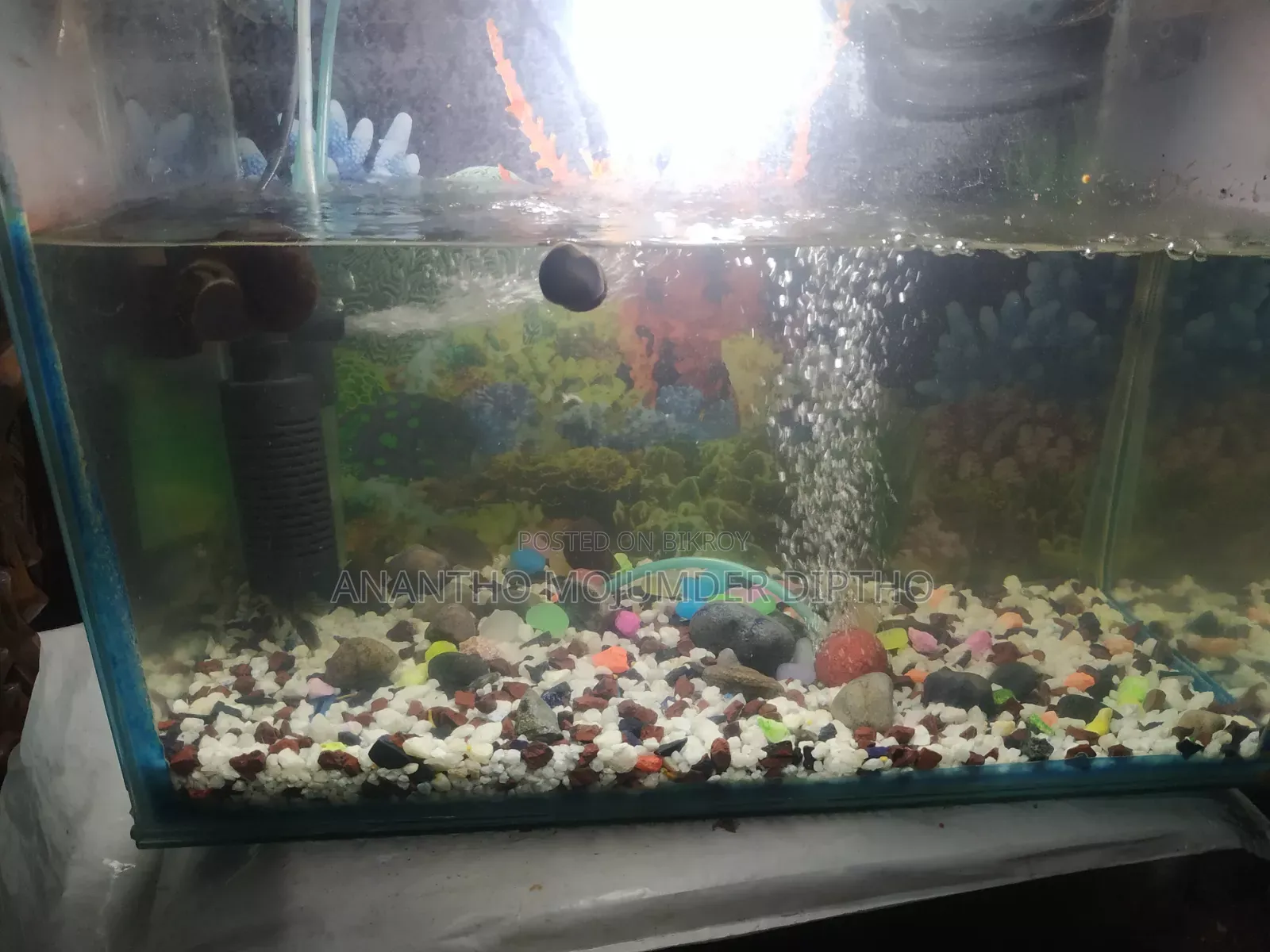 Fish Aquarium