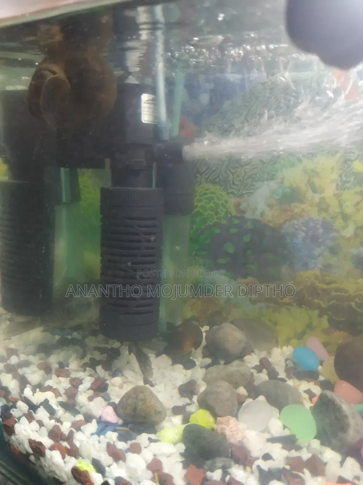 Fish Aquarium