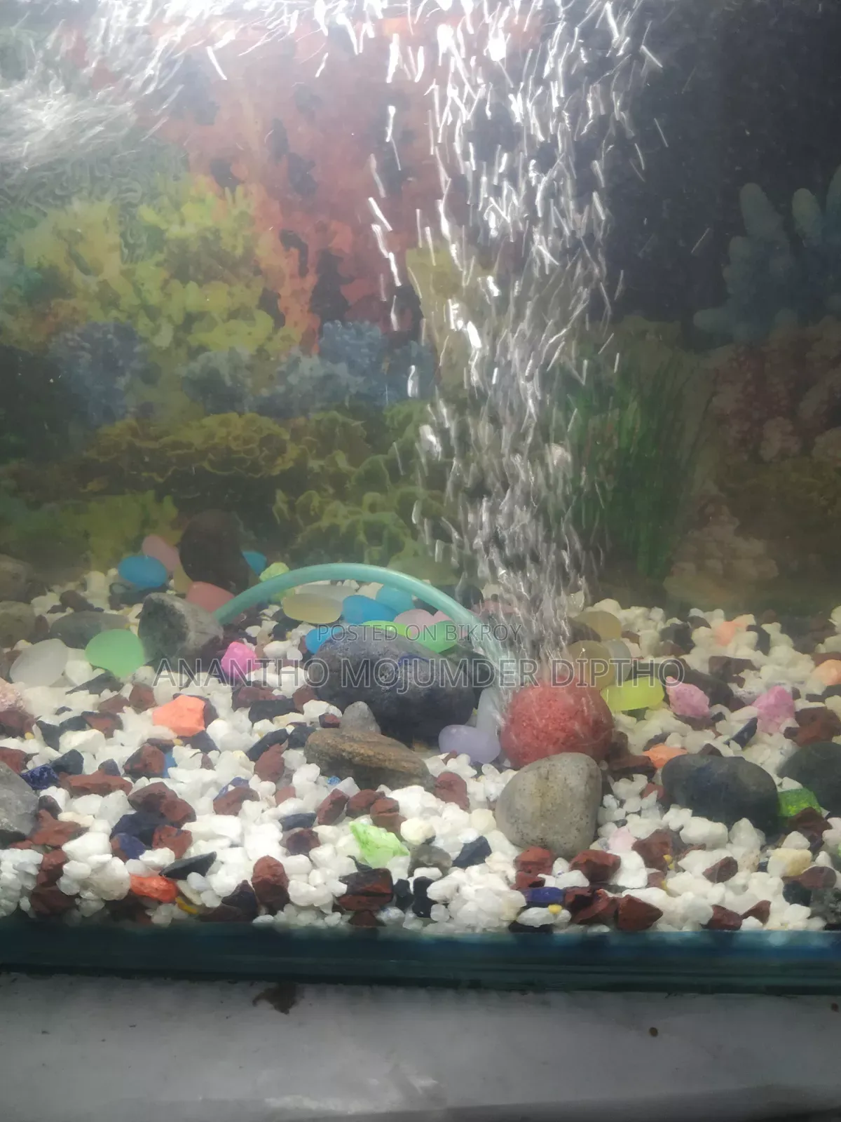 Fish Aquarium
