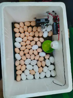 80-100 Capacity Ac+Dc Incubator Free Delivery