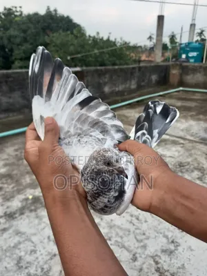 কবুতর বিক্রি করব