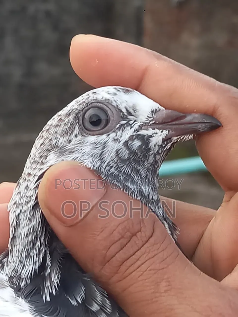 Selling Pigeons