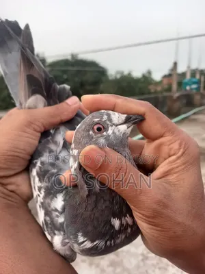 Selling Pigeons