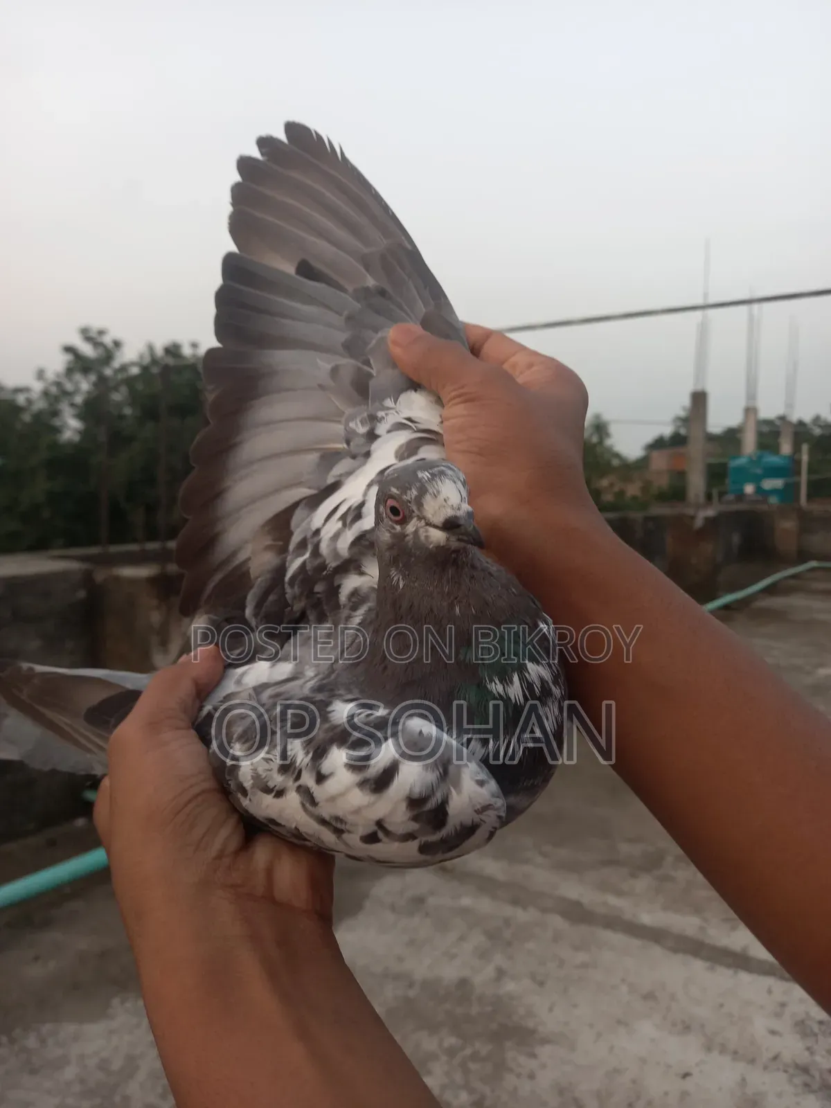 Selling Pigeons