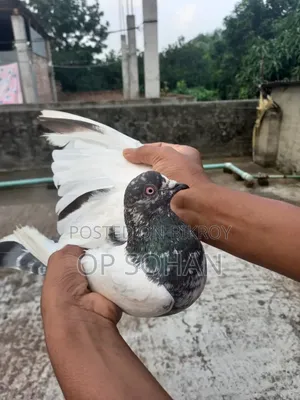 Selling Pigeons