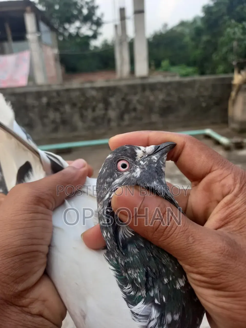 Selling Pigeons