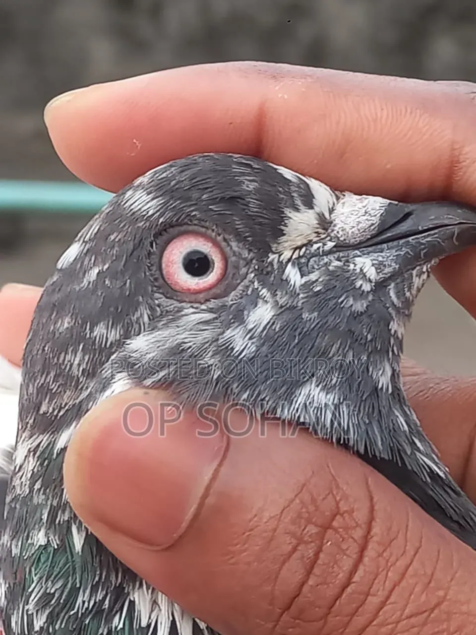 Selling Pigeons