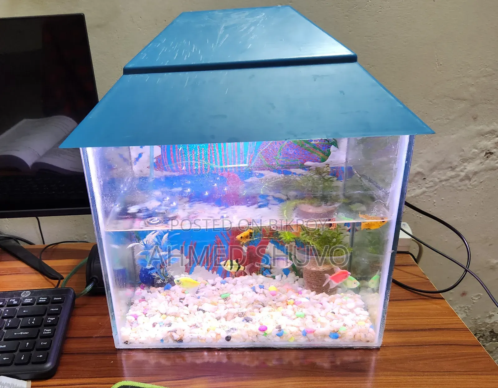 একুরিয়াম সেটাপ (৫ জোড়া মাছ সহ)