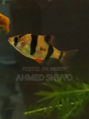 একুরিয়াম সেটাপ (৫ জোড়া মাছ সহ)