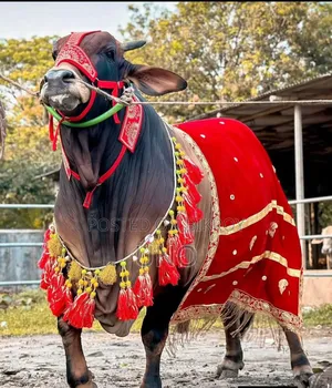 গরুমালা ফুলসেট ছবিতে যাযা আছে তানাপেলে টাকা ফেরত
