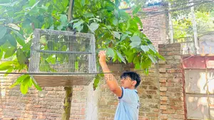 ইন্ডিয়ান রিংনেক টিয়া পাখির জোড়া বিক্রি হবে