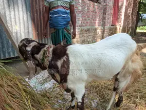 বিক্রি কুরবানির জন্য