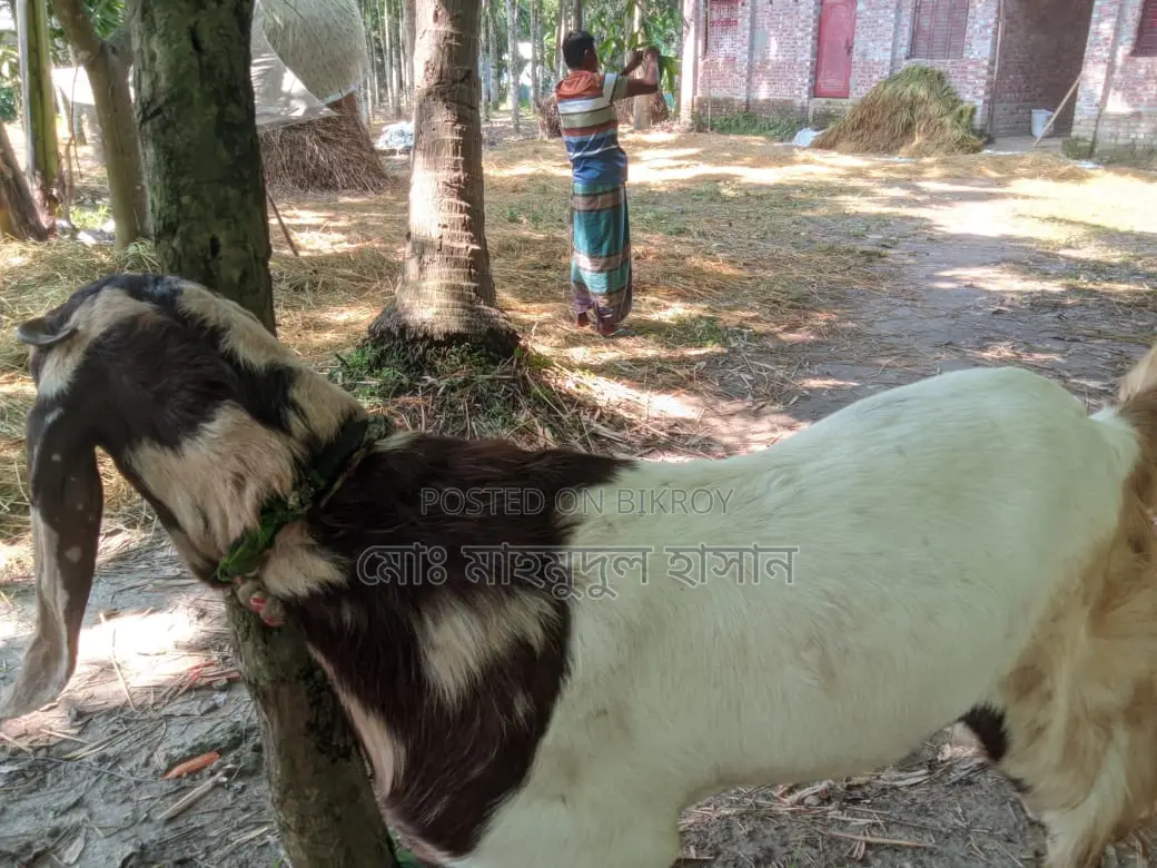 বিক্রি কুরবানির জন্য