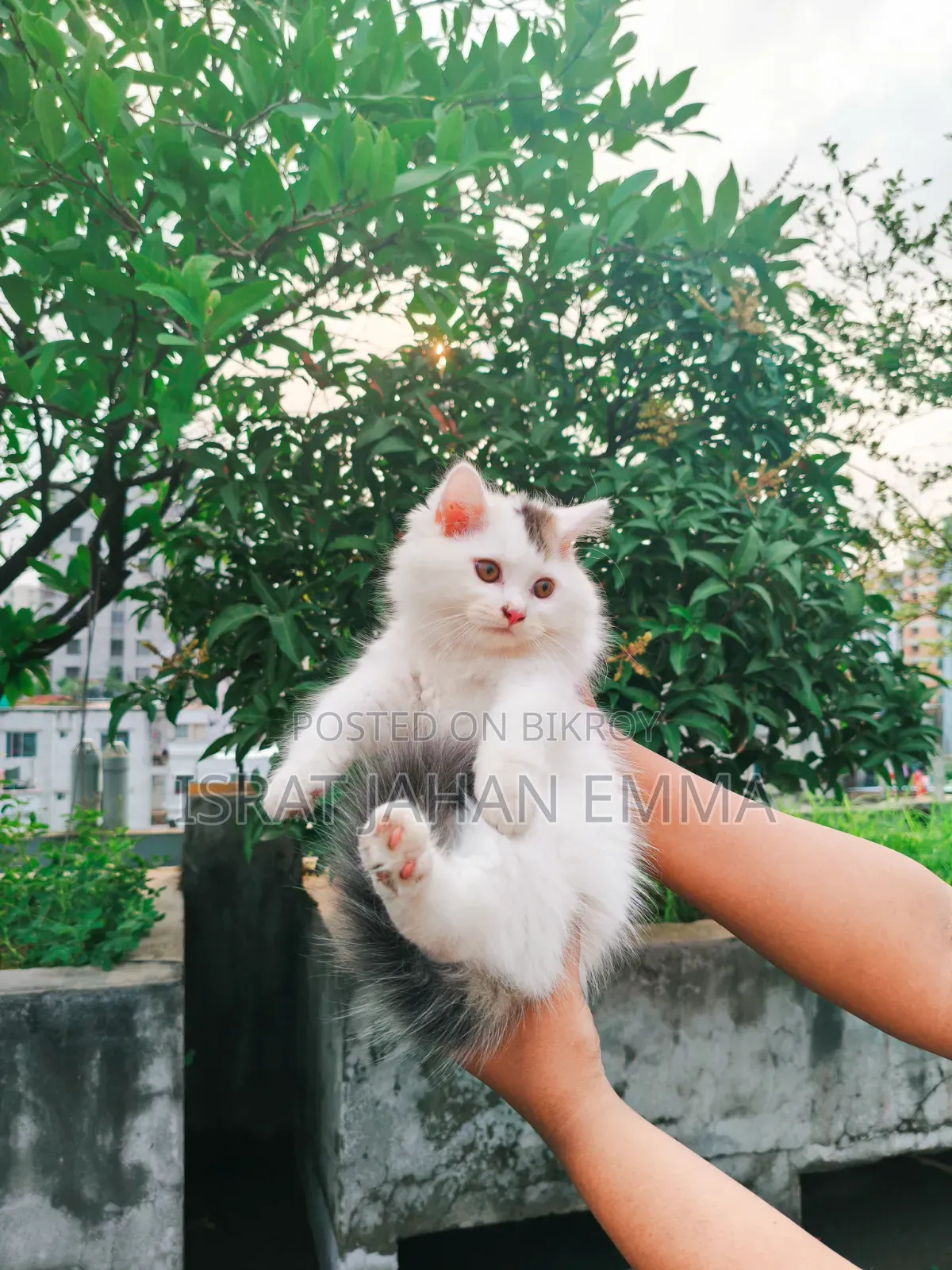 1-3 Months Male Purebred Persian Kitten
